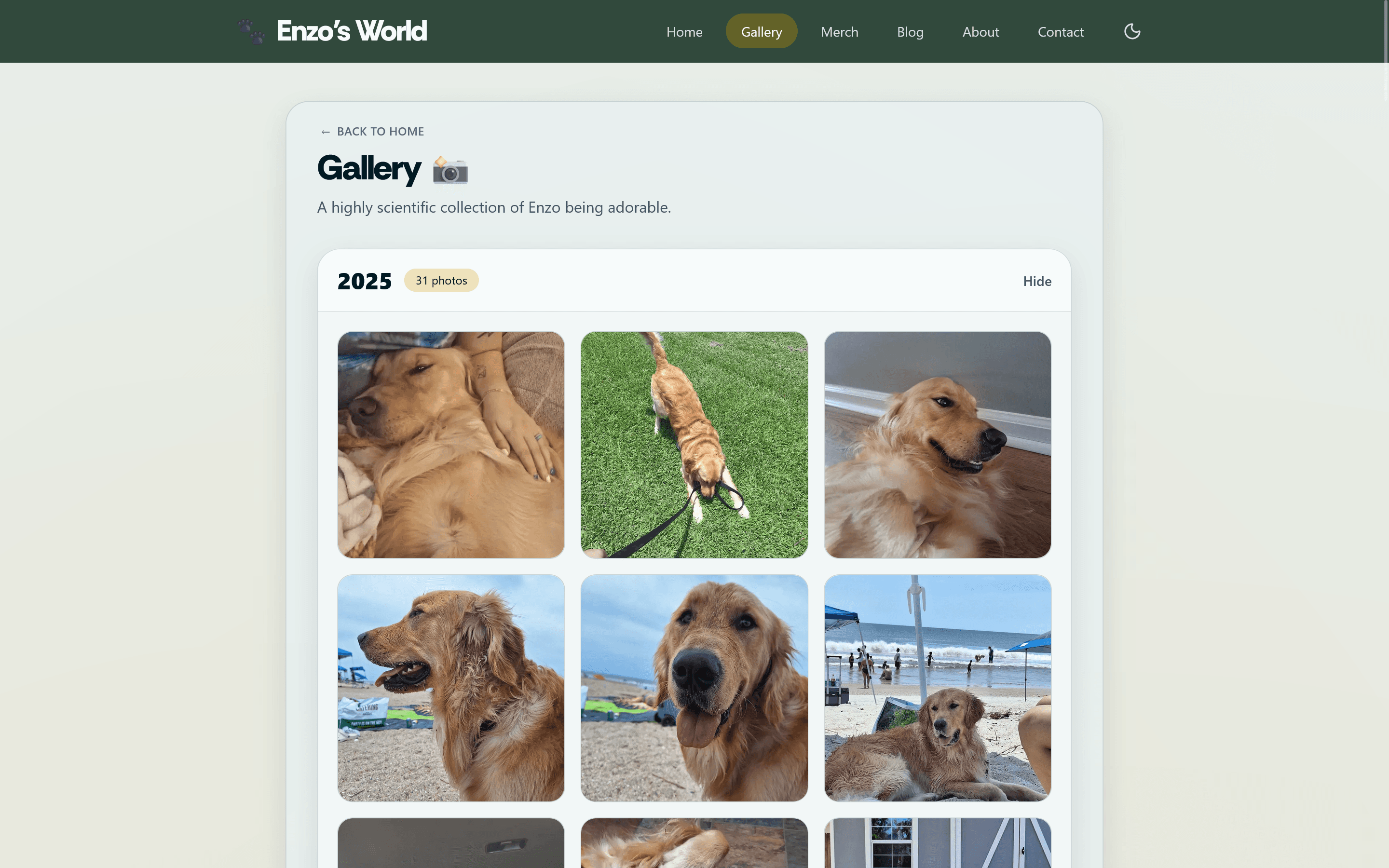 Gallery page showing Enzo photos in a responsive grid in light mode